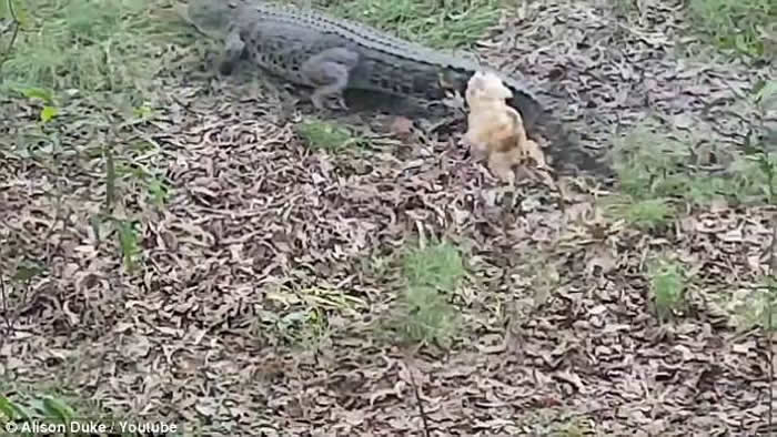 澳洲阿得雷德一只㹴犬经常追赶鳄鱼 最终被拖进水里吃掉