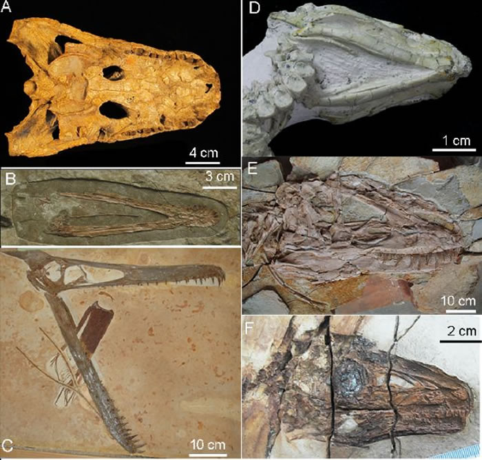 图为舌骨化石在主龙化石里的保存,其中A是前鼻短吻鳄;B为辽西翼龙;C是玩具翼龙,D是热河龙,E是羽王龙,F是中华龙鸟。