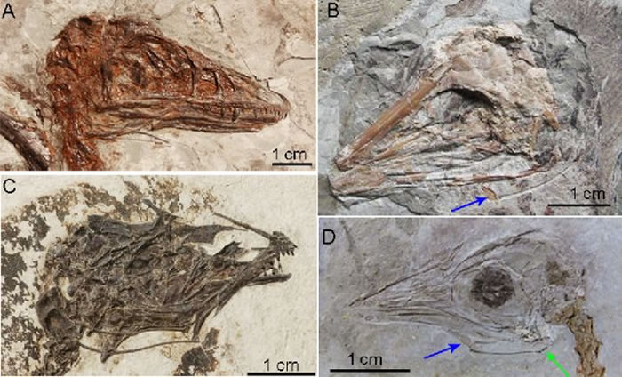 图为舌骨在鸟类化石和小盗龙里的保存。其中A是小盗龙,B是反鸟,C是孔子鸟,D是红山鸟,绿色的箭头指示了最早的上舌骨的保存,蓝色的箭头指示了最早的基舌骨在孔子鸟和