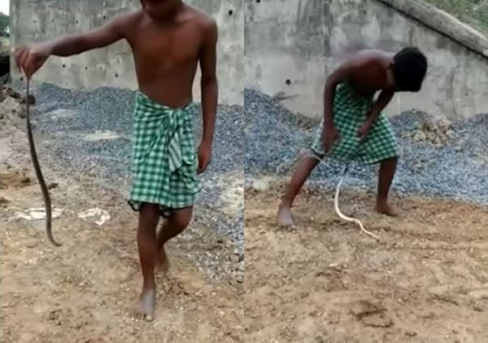 印度男孩玩弄小蛇 惹怒对方窜入裤裆