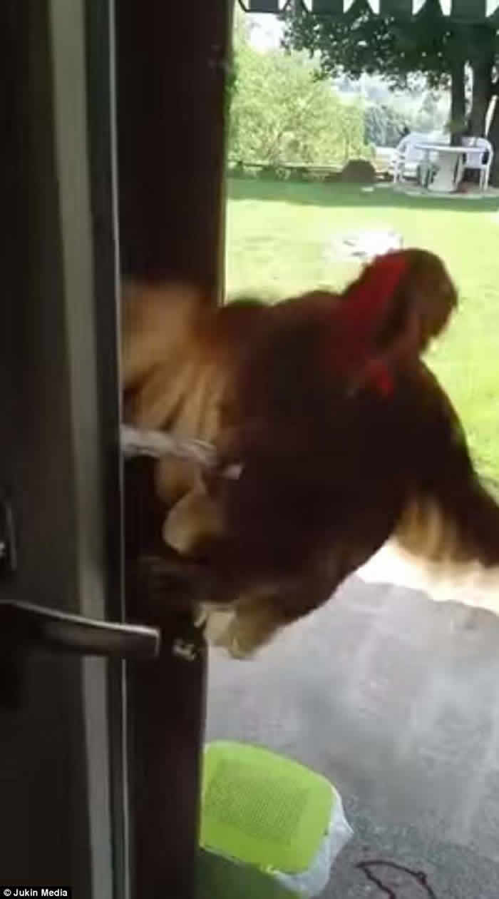 �����һֻ�������ļ�����Ȼ�����Ű��ֿ���