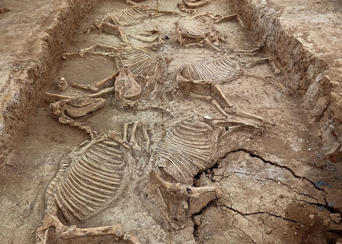 目前已清理和挖掘的6座马坑共清出28匹马,均为南北向长方形。