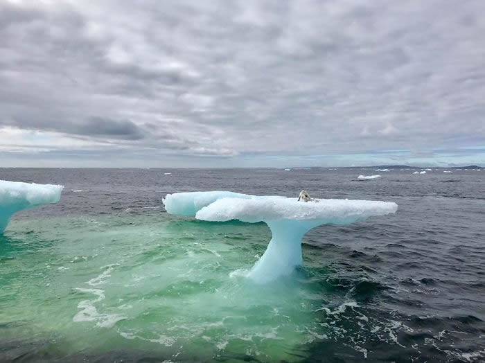 ���ô������ں����᧿�Σ��Ư����ɽ�Ϸ���һֻ����������