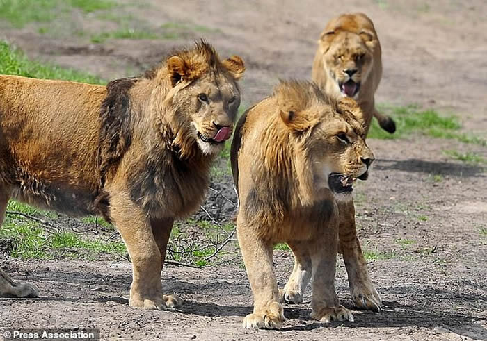 �Ϸ�������Ұ�����ﱣ��������Ϭţ������ʨ�ӹ�����ʬ