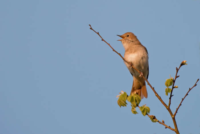 夜莺(如图中这只)正是伊莎贝拉.崔礼看到重新出现在聂普堡的生物之一。聂普堡是伦敦南部一处占地广阔的庄园,崔礼夫妻俩正透过一种名为「野化」的过程,让这片土地回归野