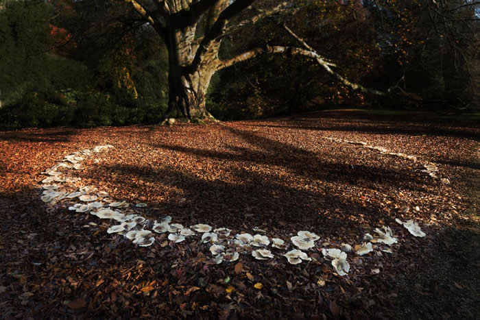 所谓的「菌根真菌」和它们形成的网络,能以庞大的沟通网连结起如图中这棵欧洲山毛榉之类的许多树木。崔礼在她的书《野之生》中写道,聂普城堡的土地上冒出了兰花,是真菌网