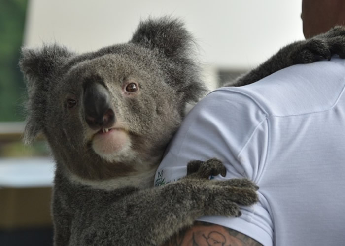 研究或有助增强树熊的免疫力。