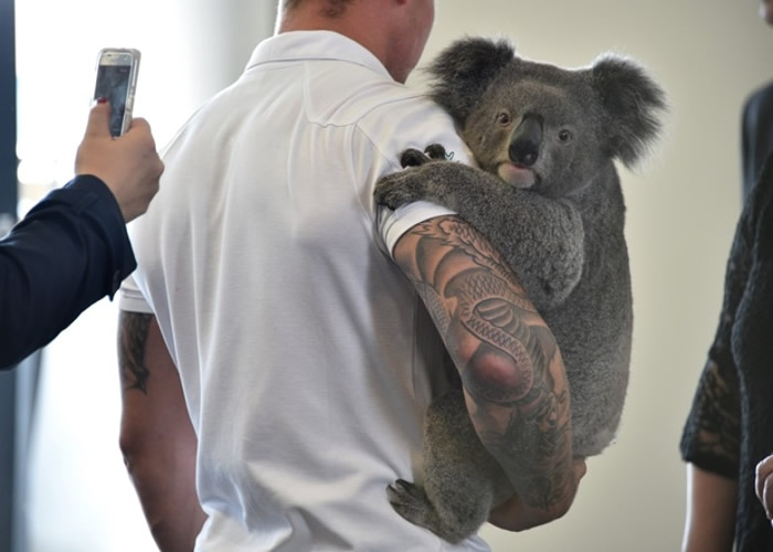 树熊的基因组数量比人类还要庞大。