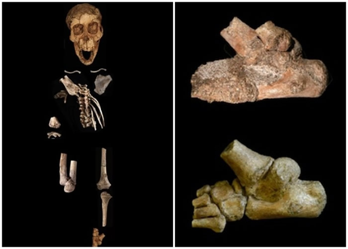 塞拉姆的足部结构与人类一样,惟大拇趾较大和较凸出。