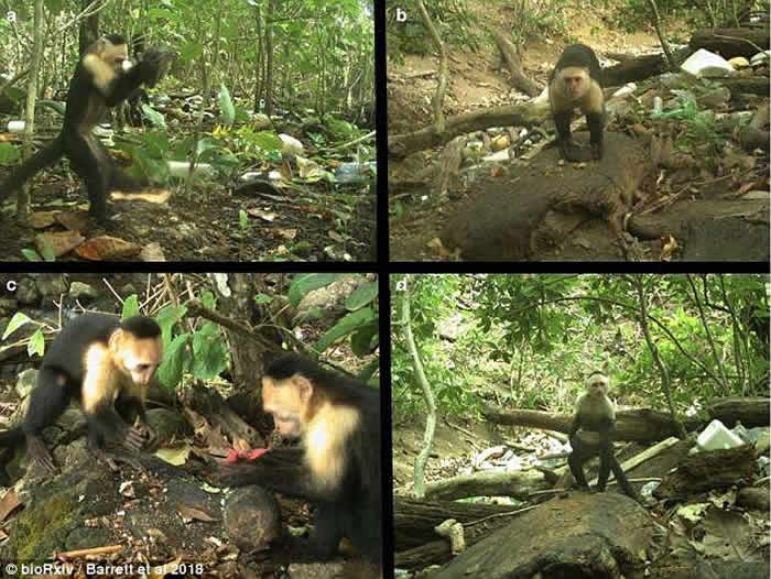 巴拿马国家公园卷尾猴懂得利用石头打开有壳食物 意外进入“石器时代”