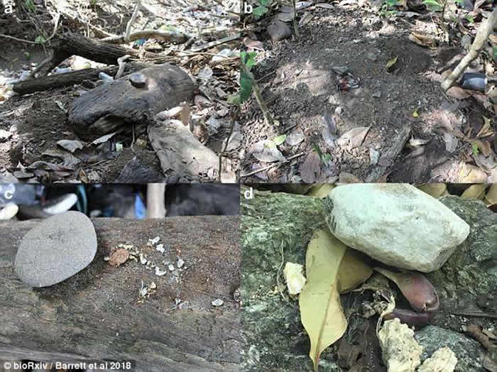 巴拿马国家公园卷尾猴懂得利用石头打开有壳食物 意外进入“石器时代”