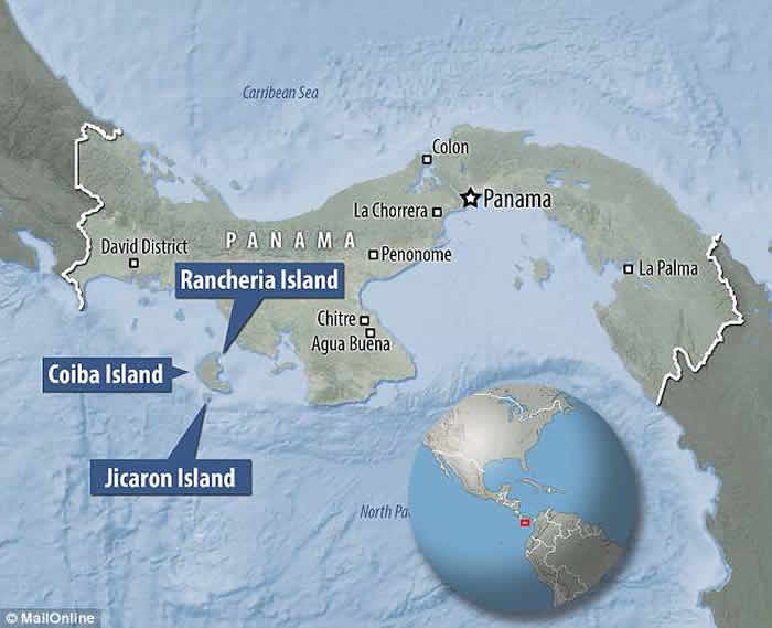 巴拿马国家公园卷尾猴懂得利用石头打开有壳食物 意外进入“石器时代”