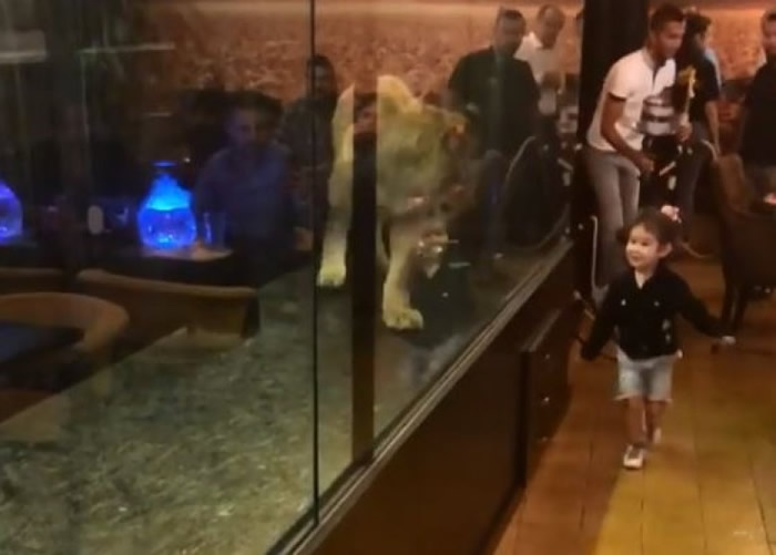 狮子有如被玩弄,身心俱疲。