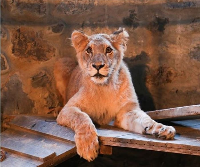 狮子年纪很轻,体型很瘦弱。