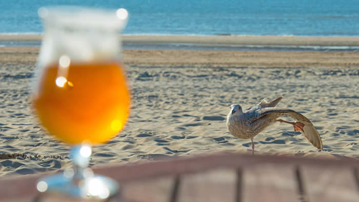 英国野生海鸥居然偷喝酒醉到边摇摆边吐