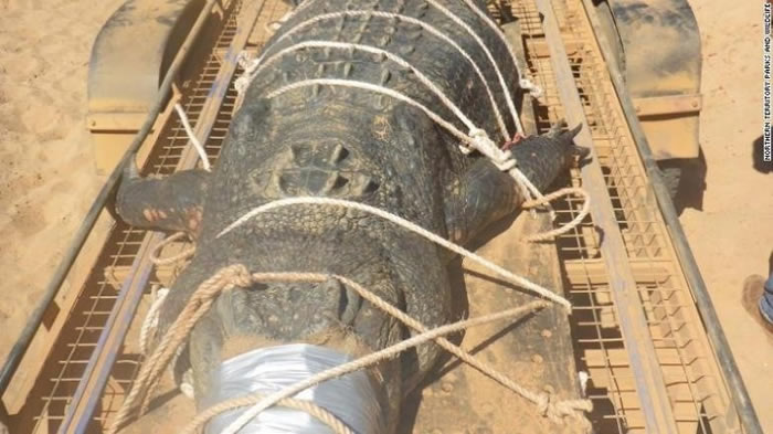 澳大利亚600公斤大鳄鱼“逃亡”8年终落网