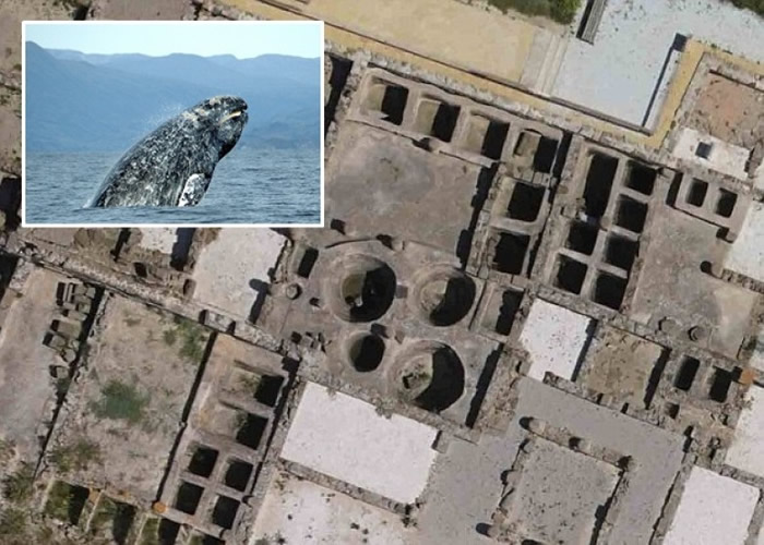 研究人员推论古罗马人曾在地中海大肆捕杀在沿岸繁殖的鲸鱼,导致鲸鱼在地中海彻底绝迹。