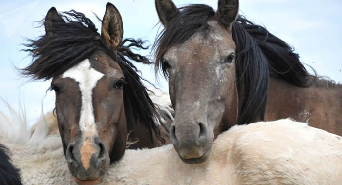 PLoS One:科学家揭示马为何打响鼻