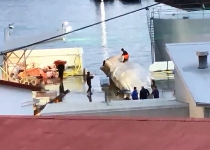 员工踩在蓝鲸身上拍照。