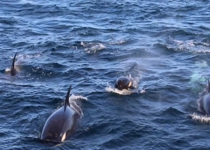专家指如此大批杀人鲸在城市近岸处出没实属罕见。