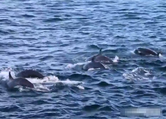 该批杀人鲸在围捕座头鲸。