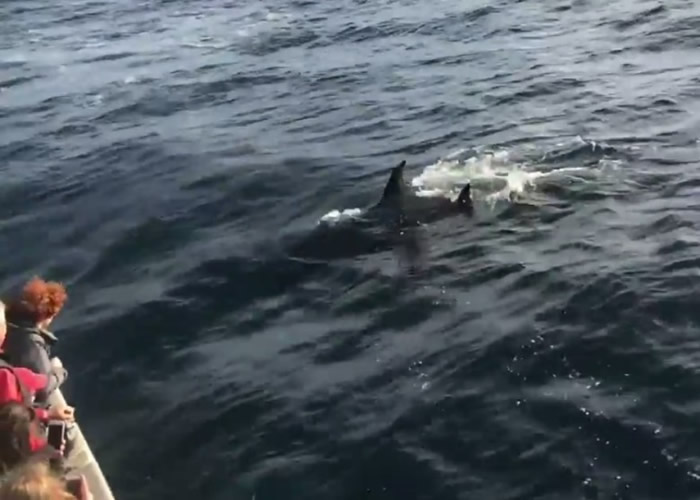 杀人鲸游近观鲸船。