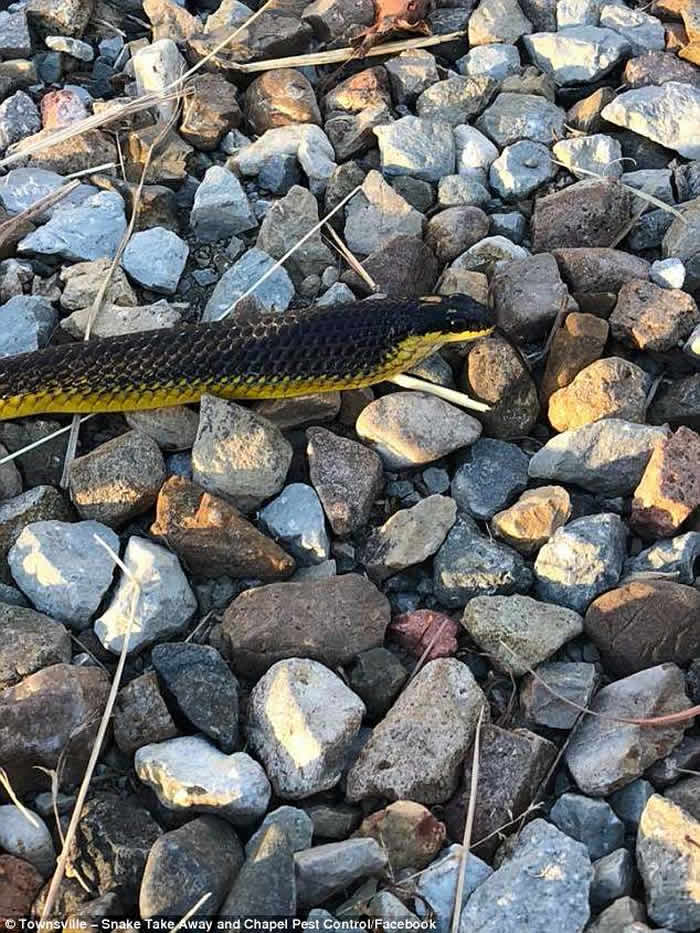 ���޲����˳ɹ����ķθ��շ���CPR���Ȼ��߿����³���С����