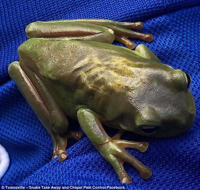 ���޲����˳ɹ����ķθ��շ���CPR���Ȼ��߿����³���С����