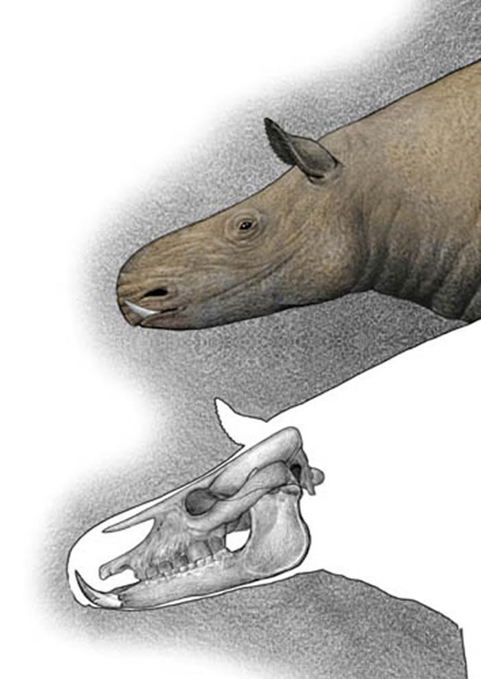 ɣϴϬChilotherium licentisp. nov.ԭͼ褻ͼ
