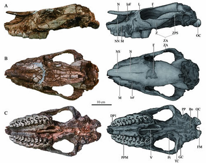 ɣϴϬChilotherium licentisp. nov.TNP 03978ͷǣͱ걾 A. 棻B. 棻C.  ﵤ