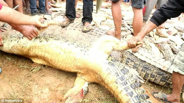 印度尼西亚索龙市居民屠杀292条鳄鱼为当地男子报仇
