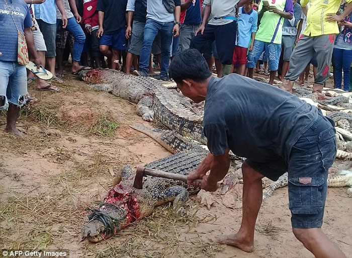 印度尼西亚索龙市居民屠杀292条鳄鱼为当地男子报仇