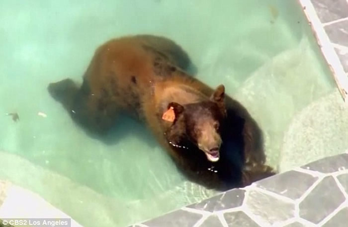 美国洛杉矶郊区野生黑熊闯入豪宅在泳池泡水消暑