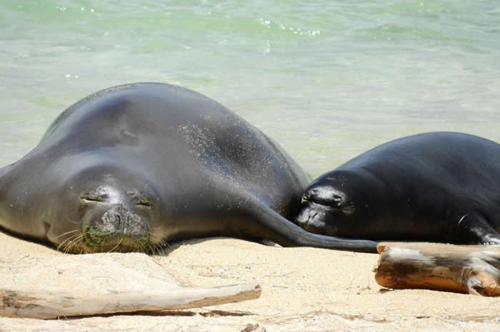 2017年,夏威夷僧海豹RT10和她的第三只幼海豹躺在欧胡岛的北部海岸上。 PHOTOGRAPH COURTESY NOAA FISHERIES