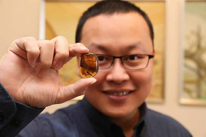 琥珀里又有大发现:9900万年前的蛇宝宝