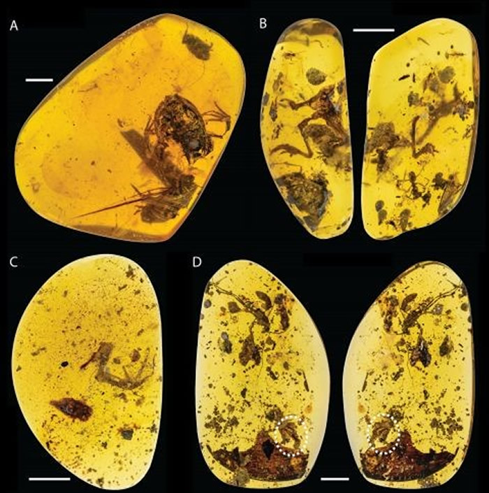 蛙类琥珀