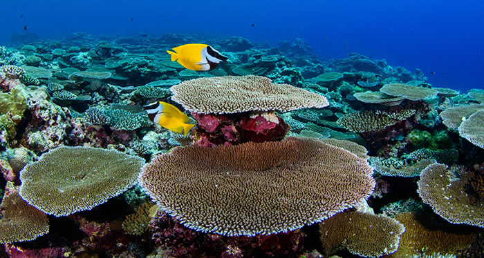 ˮɺǳˮɺ̬ϵͳıӻ