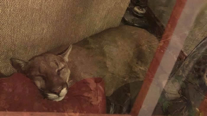 �������ո�������ʨ�������ɳ��˯6��Сʱ