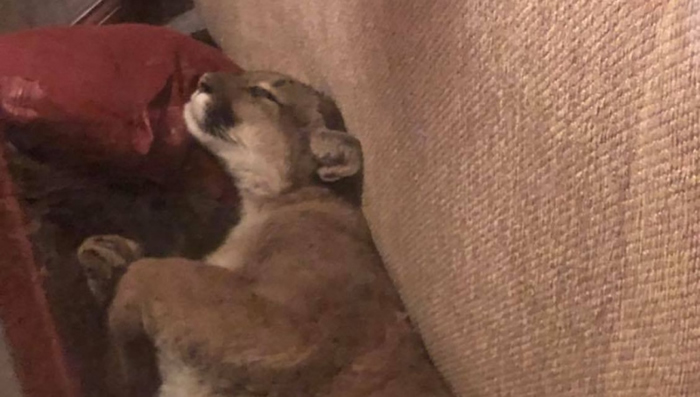 �������ո�������ʨ�������ɳ��˯6��Сʱ