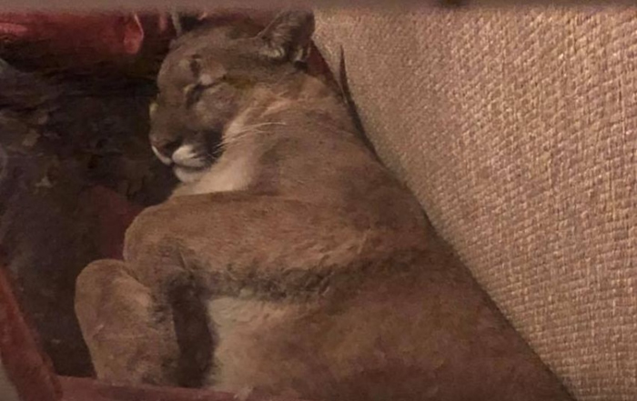 �������ո�������ʨ�������ɳ��˯6��Сʱ