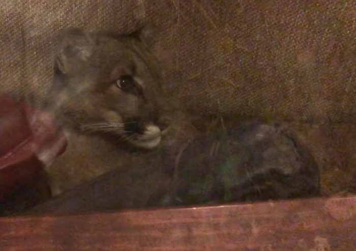 �������ո�������ʨ�������ɳ��˯6��Сʱ