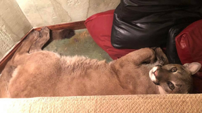 �������ո�������ʨ�������ɳ��˯6��Сʱ