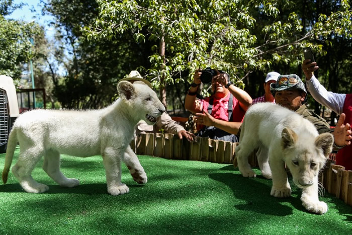 ����԰�������ο͹���һ�԰�ʨ��