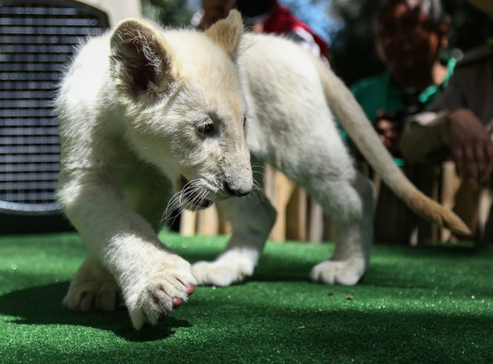 ��ʨĿǰ�Ľ���������ѡ�