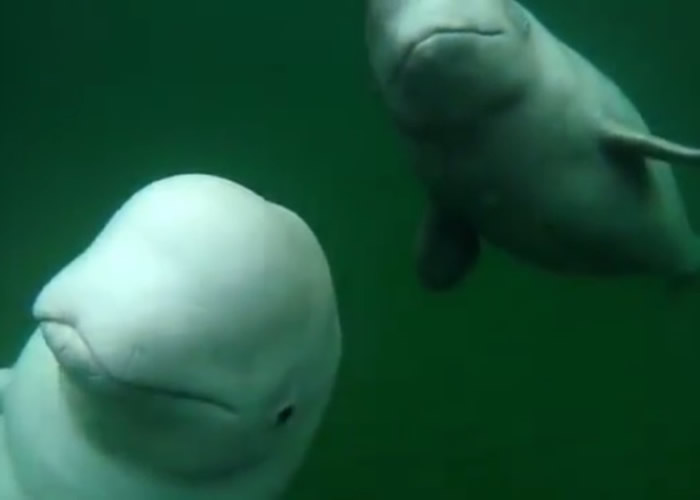 加拿大摄影师玩立划板遇惊喜与两头白鲸同游