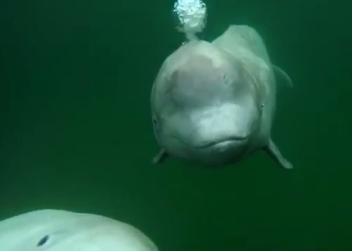 加拿大摄影师玩立划板遇惊喜与两头白鲸同游