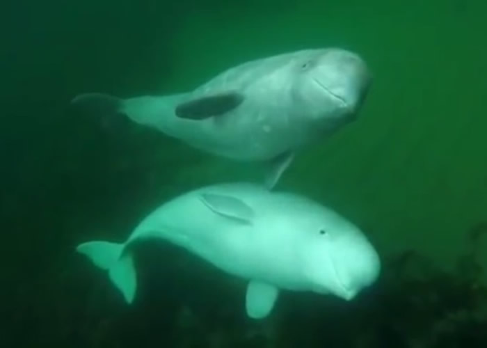 加拿大摄影师玩立划板遇惊喜与两头白鲸同游