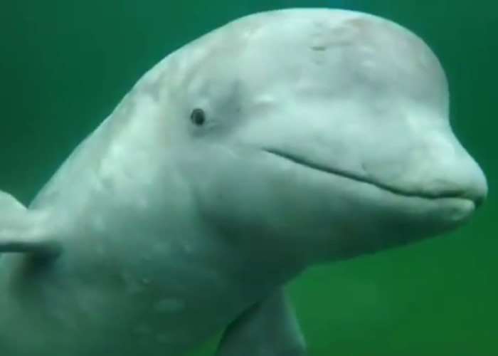 加拿大摄影师玩立划板遇惊喜与两头白鲸同游