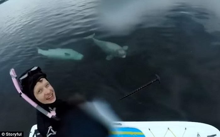 加拿大摄影师玩立划板遇惊喜与两头白鲸同游
