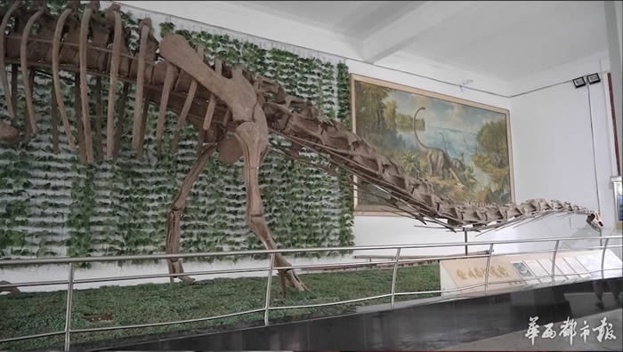 合川马门溪龙名字来历:因口音差异误将“马鸣溪”听成“马门溪”